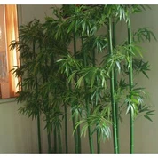 Augsts simulācijas bambusa koku