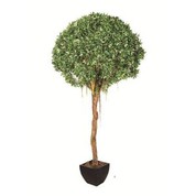 Zīda Ficus Benjamin koks