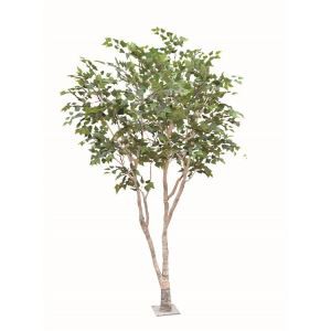 Zīda Silver Birch Tree