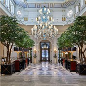 Mākslīgie melnie olīvkoki zālē